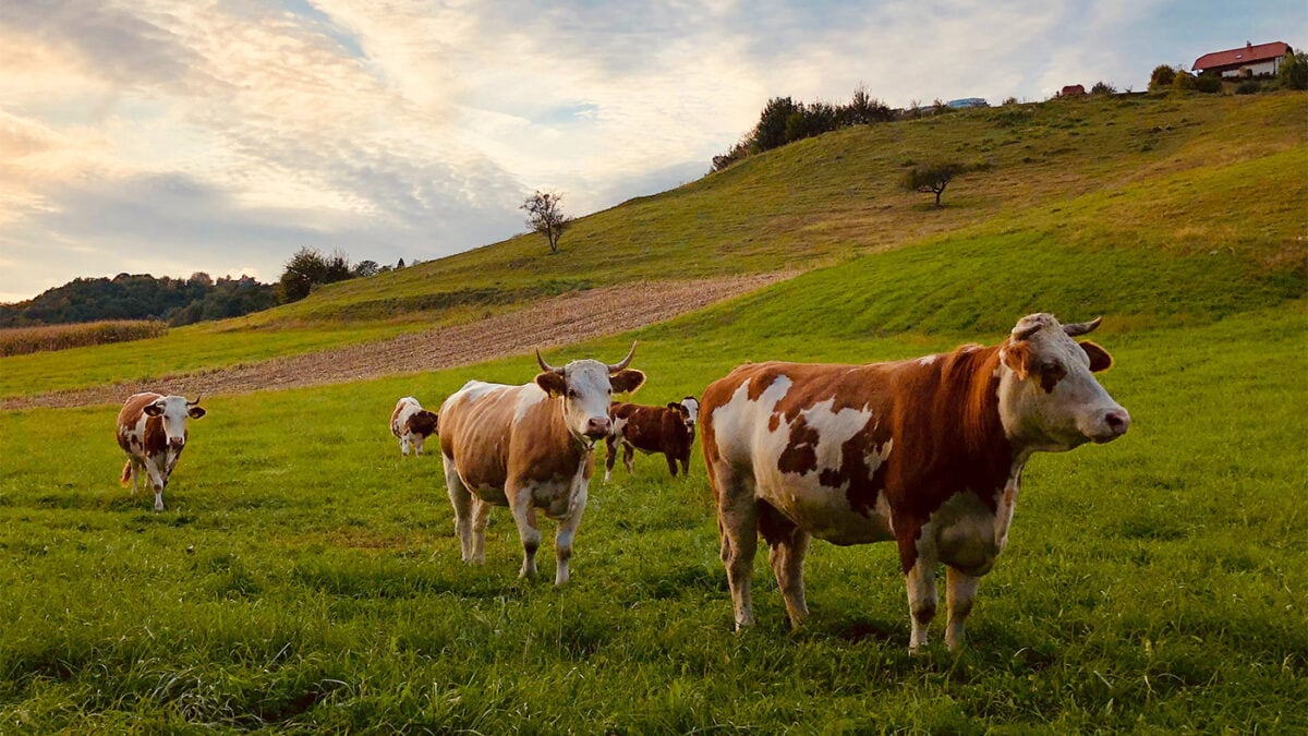 Organic Meat Delivery Services