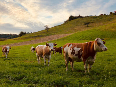 Organic Meat Delivery Services